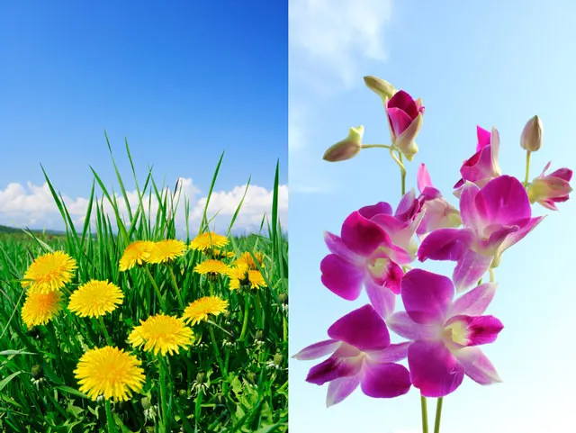 タンポポと蘭の花の写真